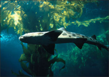 20110307-NOAA shark leopardshark_100.jpg
